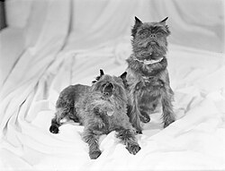 Affenpinscher – Twee Affenpinschers, Bestanddeelnr 190 0806