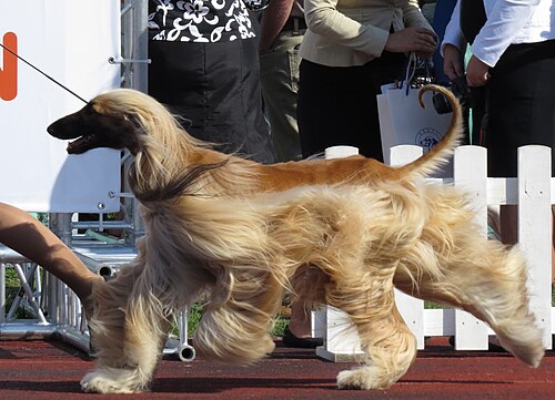 Afghanischer Windhund – Afghan Hound 3