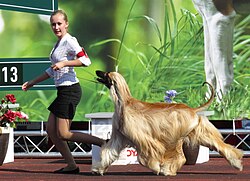 Afghanischer Windhund – Afghan Hound 1