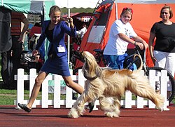Afghanischer Windhund – Afghan Hound 4