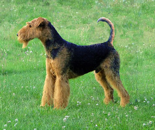Airedale Terrier – Airedale terrier charles14m