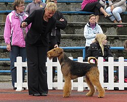 Airedale Terrier – Airedale Terrier view