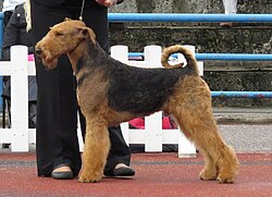 Airedale Terrier – Airedale Terrier in stand 2