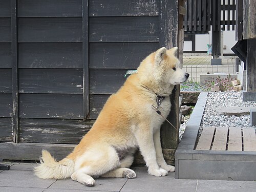 Akita – Akita dog Bukemaru in Kakunodate, April 2023 03