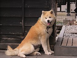 Akita – Akita dog Bukemaru in Kakunodate, April 2023 04