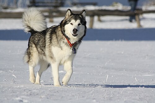 Alaskan Malamute – Alaskan Malamute Biyaalsm Attk