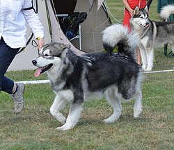 Alaskan Malamute – Alaskan malamute 2021 04