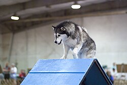 Alaskan Malamute – Alaskan Malamute agility a frame