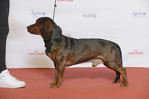 Alpenländische Dachsbracke – BIR Grupp 6 ALPENLÄNDISCHE DACHSBRACKE, Dog Posavska (23866391549)