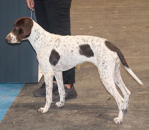 Ancien chien d'arrêt danois – Olddanishpointer1