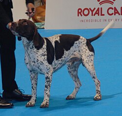 Ancien chien d'arrêt danois – Olddanishpointer2