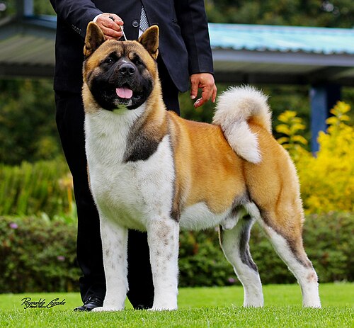 American Akita β Akita Americano v3