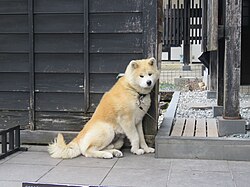 American Akita β Akita dog Bukemaru in Kakunodate, April 2023 02