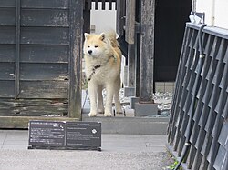 American Akita β Akita dog Bukemaru in Kakunodate, April 2023 01