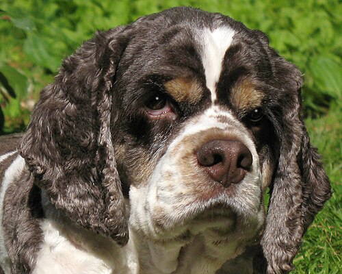 American Cocker Spaniel – American Cocker Spaniel portrait.