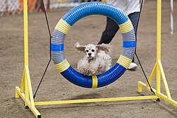 American Cocker Spaniel – American Cocker Spaniel agility
