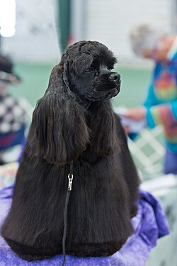 American Cocker Spaniel – AKC American Cocker Spaniel Dog Show 2013
