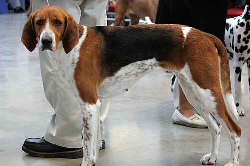 Foxhound americano – American Foxhound At A Dog Show