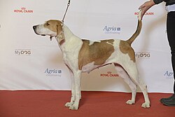 Foxhound americano – BIR Grupp 6 AMERICAN FOXHOUND, Jääräpää Flikka (23607404123)