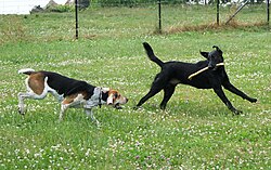Foxhound americano – American Foxhound and Labrador Retriever playing