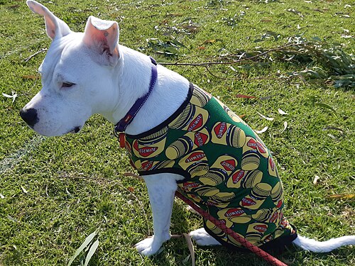 American Staffordshire Terrier – White American Staffordshire Terrier in Vegemite coat, August 2022