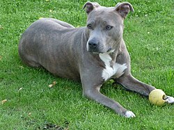 American Staffordshire Terrier – American Staffordshire Terrier(Cleo)