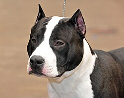 American Staffordshire Terrier – 01 American Staffordshire terrier