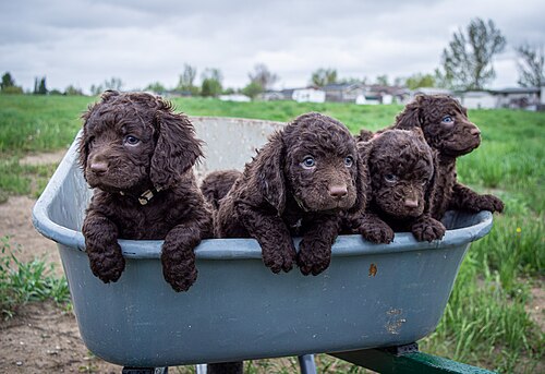 Chien d'eau américain – American Water Spaniel puppies in a wheel barrow