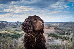 Chien d'eau américain – American Water Spaniel at Painted Canyon