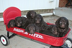 Chien d'eau américain – American Water Spaniel Puppies 01