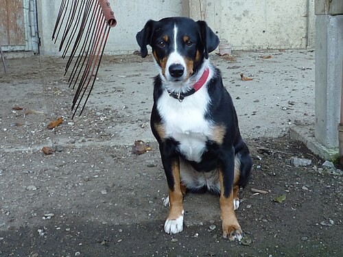 Bouvier de l'Appenzell – Appenzeller Sennenhund