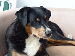 Bouvier de l'Appenzell – Appenzeller Sennenhund, liegend