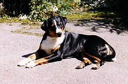 Bouvier de l'Appenzell – Appenzeller Sennenhund