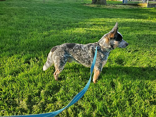 Bovaro australiano – Australian Cattle Dog Side View