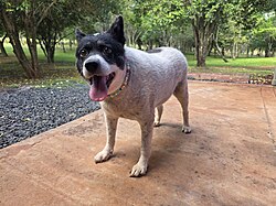 Bovaro australiano – Australian Cattle Dog in Argentina