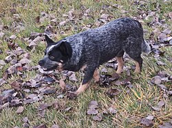 Bovaro australiano – "Bender" Australian Cattle Dog Creeping Legend
