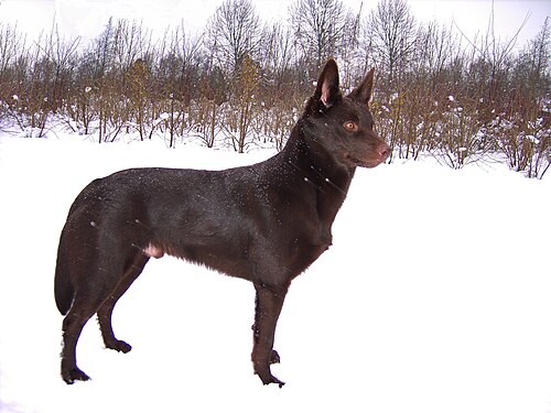 Australian Kelpie – Australian Kelpie Yirr ma Bashyr of the Two Chestnuts