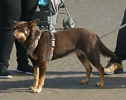 Australian Kelpie – Australian Kelpie liver & tan 1