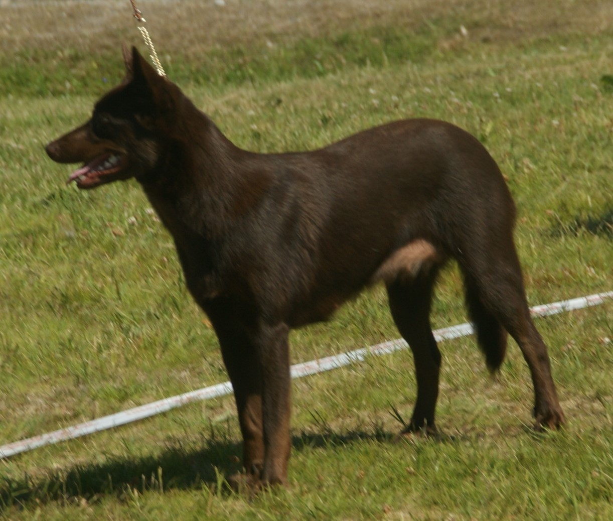 Australian Kelpie – AustralianKelpieRed