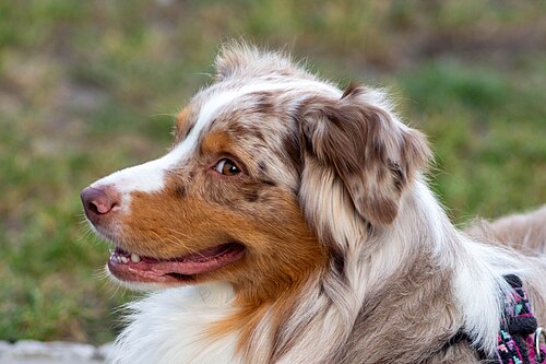 Australian Shepherd – Australian Shepherd red merle portrait Canon EOS 700D Pentacon 200mm f4