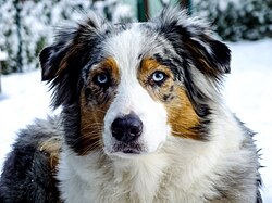 Australian Shepherd – Australian Shepherd in snow