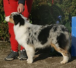 Australian Shepherd – Australian Shepherd blue merle