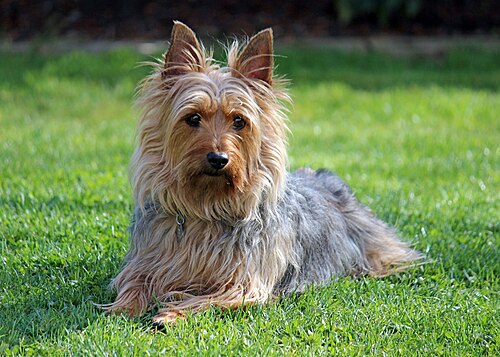 Silky Terrier australien – 02 Australian Silky Terrier, Zack, spring 2012