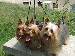 Silky Terrier australien – Australian Silky Terrier ofsilkysdream