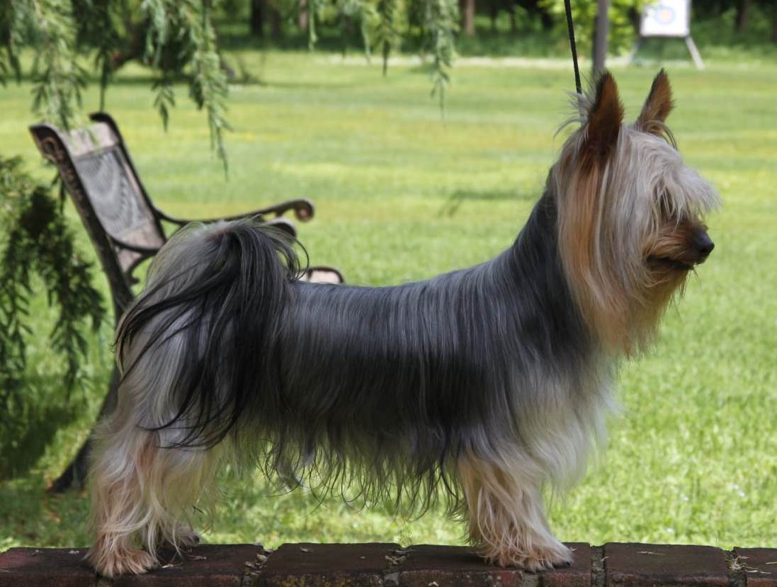 Silky Terrier australien – Australian Silky Terrier ritratto in posa per mettere in evidenza standard di razza