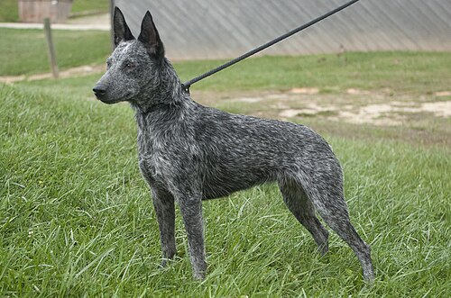 Australian Stumpy Tail Cattle Dog – Australian Stumpy Tail Cattle Dog