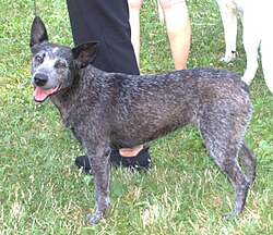 Australian Stumpy Tail Cattle Dog – Australiantopohanta2