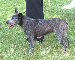 Australian Stumpy Tail Cattle Dog – Australiantopohanta1