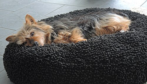 Terrier australiano – Australian Terrier Krümel schlummert auf Kissen