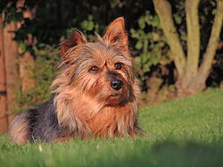 Terrier australiano – Australian Terrier Krümel in der Abendsonne